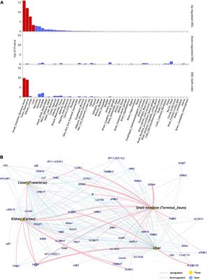 ACE2 Netlas: In silico Functional Characterization and Drug-Gene Interactions of ACE2 Gene Network to Understand Its Potential Involvement in COVID-19 Susceptibility